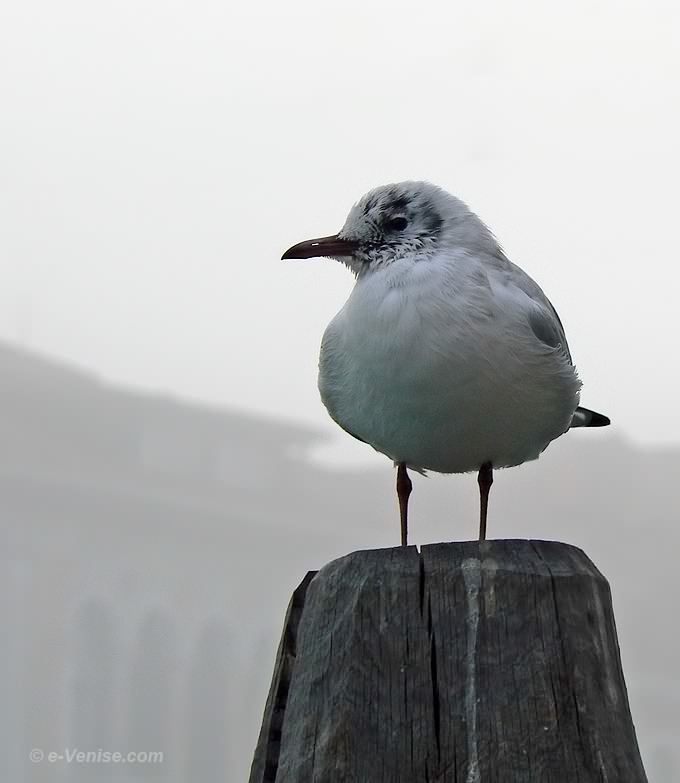 mouette sur le Grand Canal à Venise