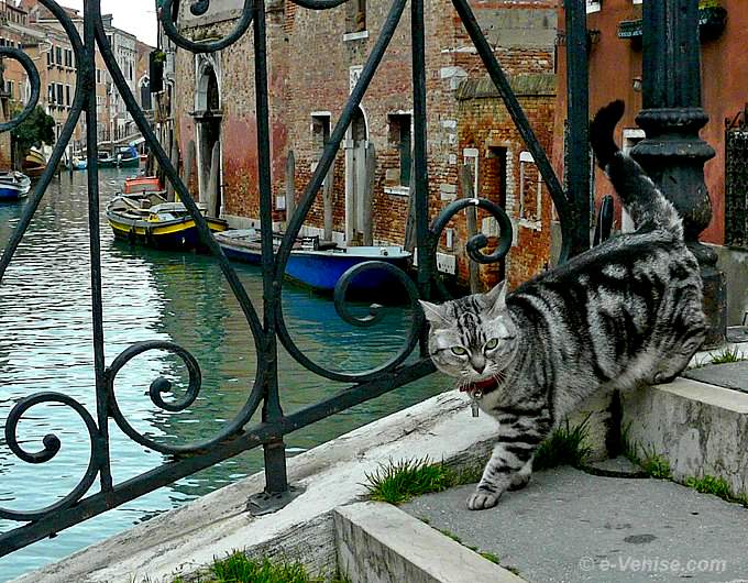 chats de Venise, sur le pont dei Mori dans le Cannaregio