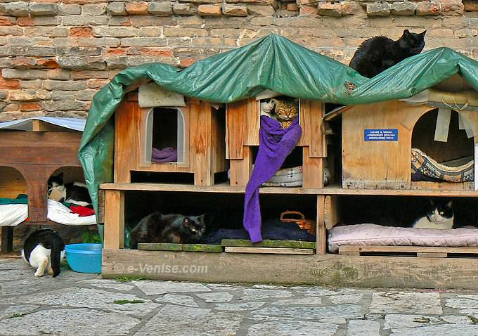 les chats du Campo San Lorenzo à Venise dans le Castello