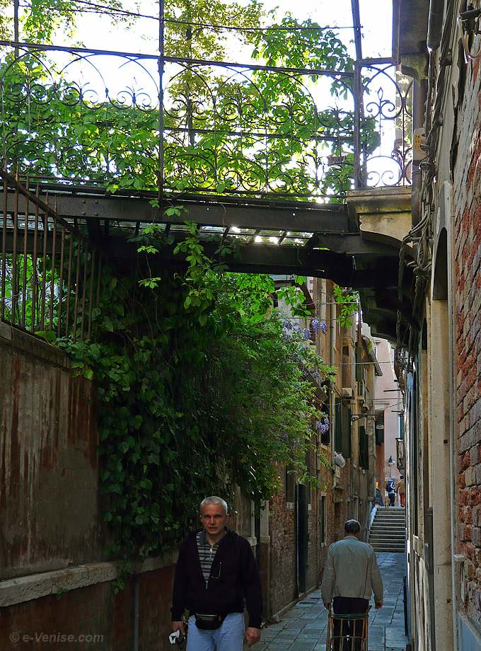 glycine calle de la Pietà à Venise