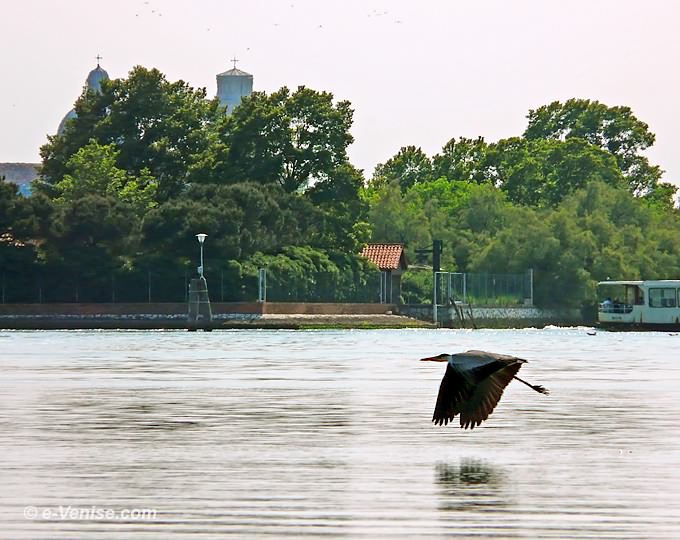 heron cendré en vol entre les îles des Vignole et Venise