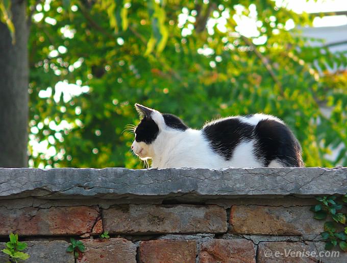 chat dans la calle San Lorenzo dans le Castello à Venise