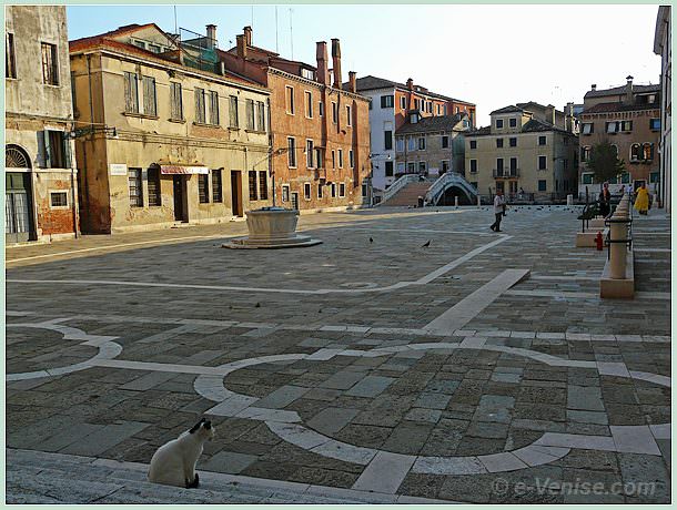 chat de Venise sur le Campo San Lorenzon dans le Castello