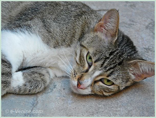 Chat de Luigi Frizzo à la librairie Acqua Alta à Venise