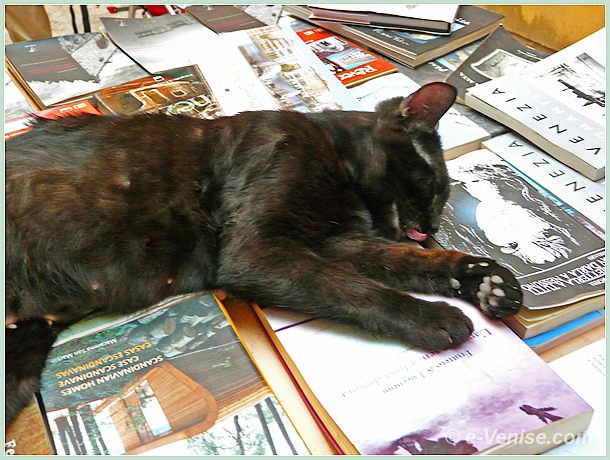Chat de Luigi Frizzo à la librairie Acqua Alta à Venise