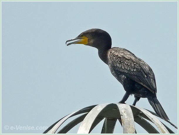 cormoran sur la lagune de Venise