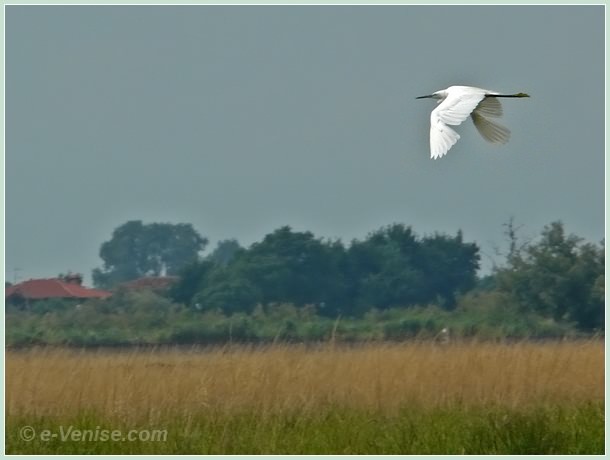 Vol d'une Aigrette ou Egretta Garzetta sur la lagune de Venise