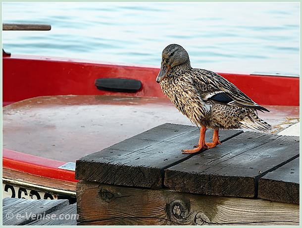 Mazorin, Germano Reale, femelle Canard Souchet, Anas Platyrhynchos