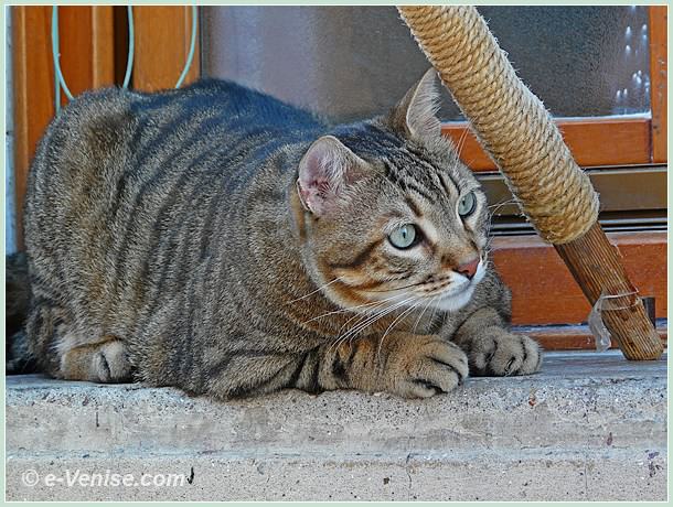 chat de Venise