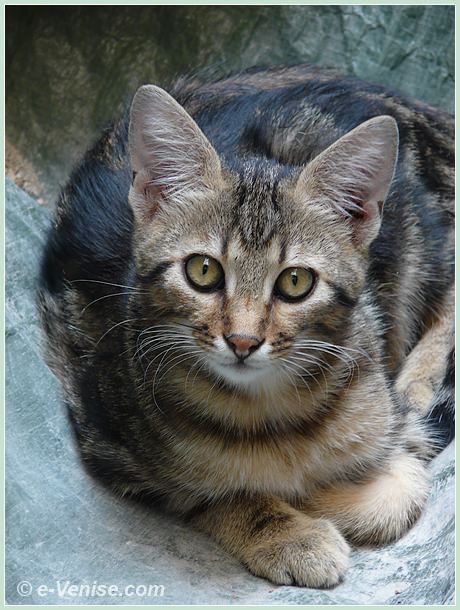 Chat de Venise