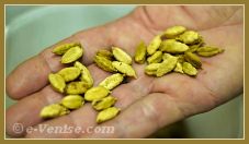 Les graines de cardamome de Jordanie, pour une glace épicée et délicieuse de Carlo Pistacchi, de la gelateria Alaska à Venise.