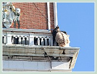 Carnaval de Venise 2010 - Le Vol de l'Ange du haut du Campanile de Saint Marc