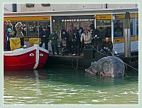 Carnaval de Venise 2010 - Le Carnaval en bateau des Vénitiens et le vol de la Pantegana