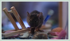 Mouse Palace de Harald Hund, Paul Horn