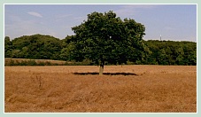 Robinson in Ruins de Patrick Keiller avec Vanessa Redgrave