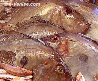 Les étals de poissons de la Pescheria au Rialto