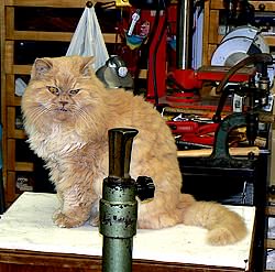 Le chat Persan de Danilo Pastorello